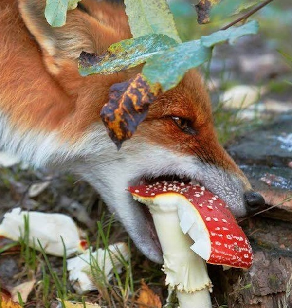 продаем мухоморы в крыму